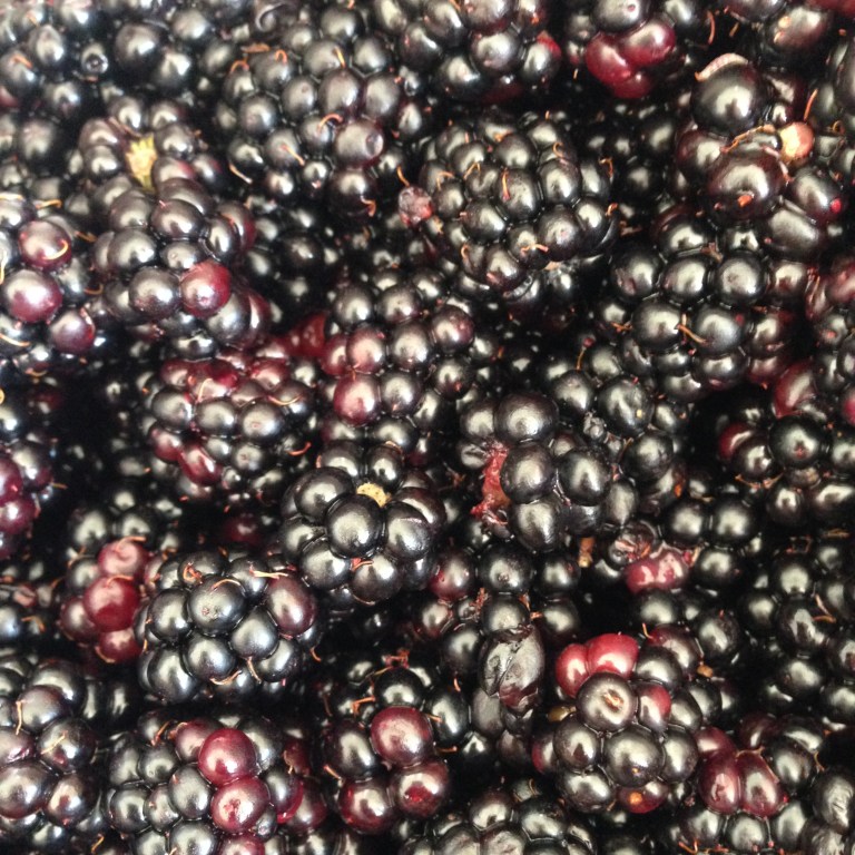 blackberries